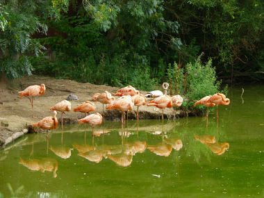 Flamingos